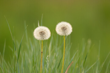 Couple of fuzzy dandelions standing together in green grass.