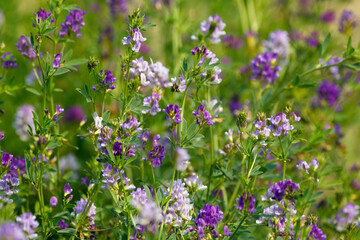 Blooming with purple flowers alfalfa agricultural field in summer.