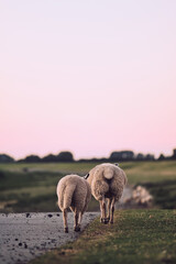 Sheep walking over dike in northern Germany in the evening. High quality photo - 730449785