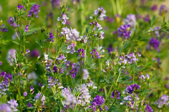 Blooming with purple flowers alfalfa agricultural field in summer.