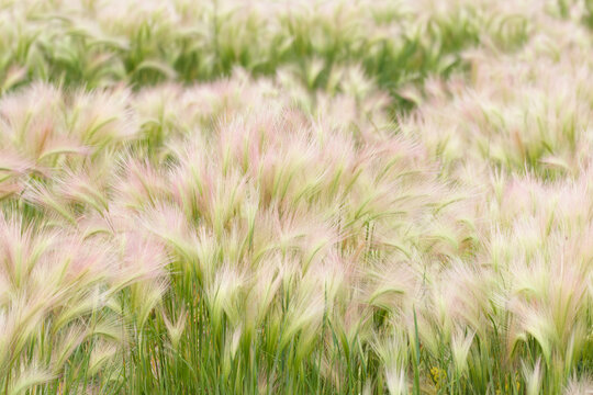 Invasive weed Foxtail barley with yellow and pink heads.