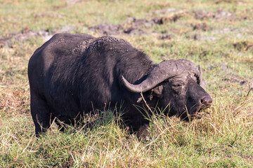 Obraz premium African Buffalo