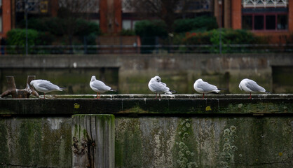 seagulls on the pier