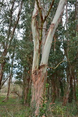 Saint-Herblain - Espace vert - Eucalyptus punctata	