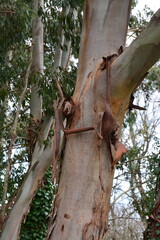 Saint-Herblain - Espace vert - Eucalyptus punctata	