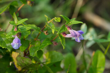 Purple bloom of Marsh skullcap flowers growing in the wild.