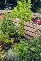 Overgrown Raised Bed with salad, chard and other vegetables and herbs. High quality photo - 730451732