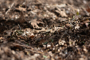 Dry leaves form a thick layer of mulch covering the forest floor. Shallow depth of field brings some of the leaves, while leaving the backgorund and foreground defocused. - Powered by Adobe