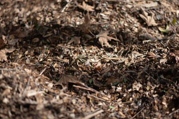 Dry leaves form a thick layer of mulch covering the forest floor. Shallow depth of field brings some of the leaves, while leaving the backgorund and foreground defocused.