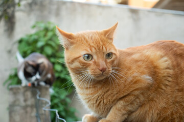 Gordo gato laranja em área aberta encima do mudo no quintal de casa