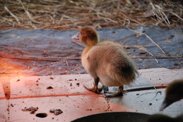 Little duckling on the farm. A duck chick stands at a bowl of food under a canopy in a special...