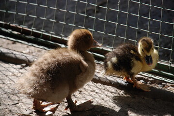 Little ducklings in a pen. The pen for young chicks is fenced with a net. Two ducklings with yellow-black feathers are walking around the fence. They are basking in the sun. Chicks of different sizes.
