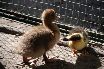 Little ducklings in a pen. The pen for young chicks is fenced with a net. Two ducklings with yellow-black feathers are walking around the fence. They are basking in the sun. Chicks of different sizes.