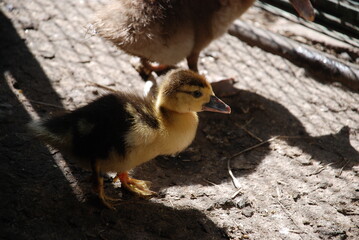 Little ducklings in a pen. The pen for young chicks is fenced with a net. Two ducklings with yellow-black feathers are walking around the fence. They are basking in the sun. Chicks of different sizes.