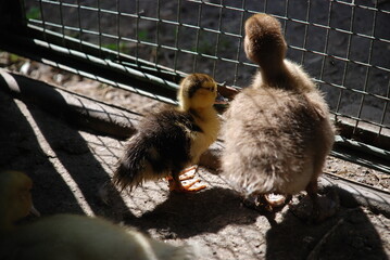 Little ducklings in a pen. The pen for young chicks is fenced with a net. Two ducklings with...