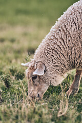 Sheep grazing close up. High quality photo - 730453328