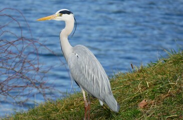 Heron bird standing by the lake