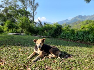 dog resting on grass field in hills 