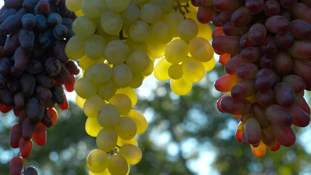 Black and white grapes harvest in rays. A view of black and white bunches of juicy grapes against blue and sunny sky.