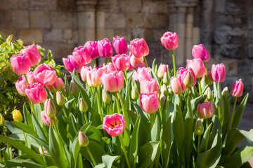Pink tulips plants growing in an English garden, UK