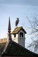 Grey heron perched on a roof on a sunny winter afternoon