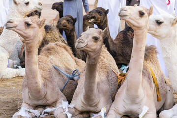 Camels at the Al Qassim livestock market.