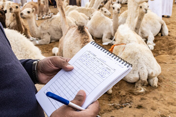 Man tallying camels at the Al Qassim livestock market.