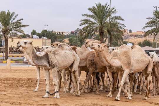 Camels at the Al Qassim livestock market.