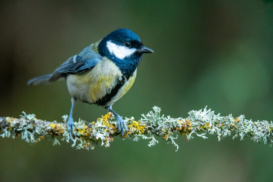 A Parus major, commonly known as the Great Tit, perches on a lichen-covered branch