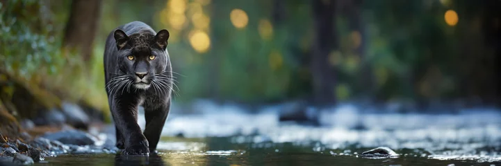 Foto op Aluminium Panoramic image of a black panther in the river. Jaguar walking through a jungle low angle image in low light. © Mariusz Blach