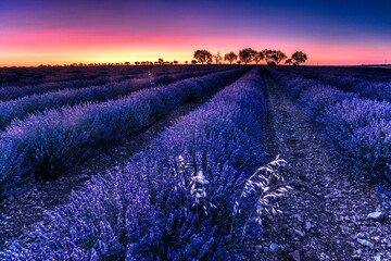 Twilight hues over a serene lavender field