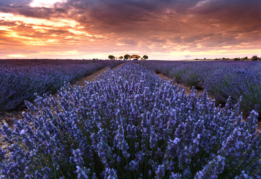 Lavender field at sunset with dramatic sky