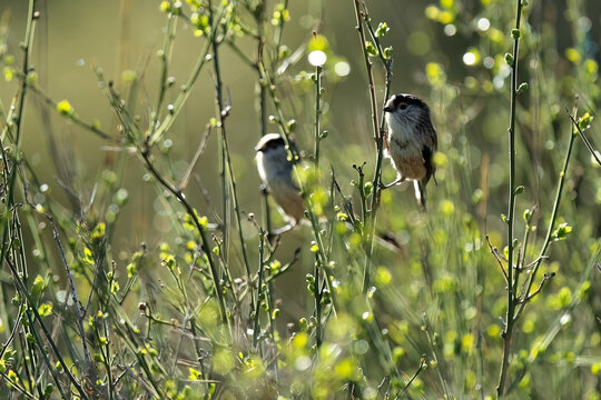 Two mito bird perched on a twig at golden hour