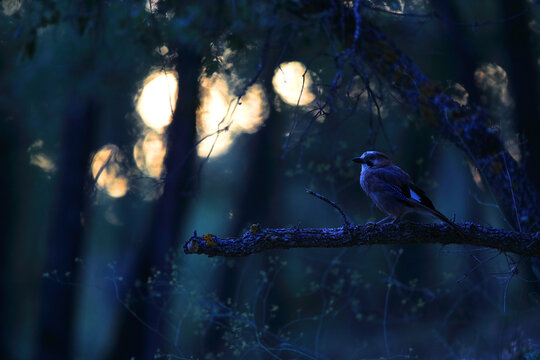 Serene Mito perched on a branch at dusk