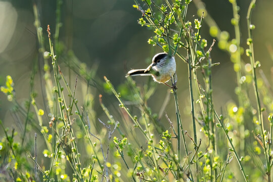 Mito bird perched on a twig at golden hour