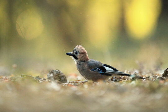 Eurasian jay Garrulus glandarius in natural habitat