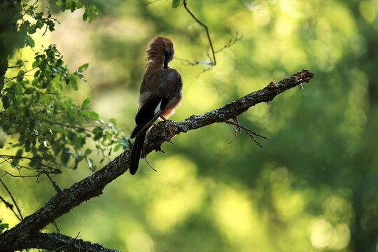 An Eurasian Jay perches on a branch, grooming its feathers against a backdrop of lush green forest
