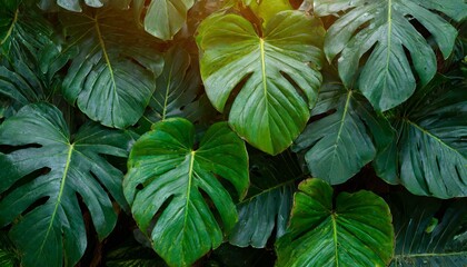 Closeup nature view of tropical leaves background, dark nature concept  - obrazy, fototapety, plakaty