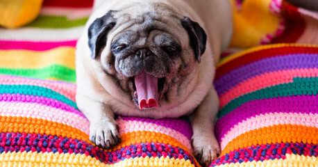 Cute sleepy pug wrapped in warm colorful blanket at home. Champagne colored domestic dog enjoying the warmth indoors on the sofa and soft blanket yawning. Heating season concept.​ - obrazy, fototapety, plakaty