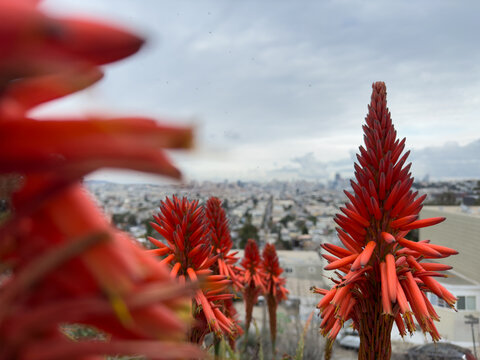 Seen at Bernal Heights hill, the bright orange-red conical inflorescence of a candelabra aloe, a.k.a. a torch aloe. In the background, the cloudy cityscape of San Francisco goes off to the distance.