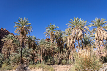 Fototapeta na wymiar Wadi Al-Disha, known as the Grand Canyon of Saudi Arabia and the Valley of the Palms.