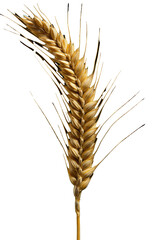 Golden Wheat Ear Isolated on Transparent Background - High-quality PNG Image