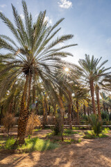 Obraz premium Palm trees at the Daimumah Oasis