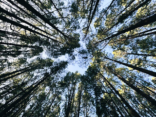 Woods forest natural national park scenic background with high trees and nature. Outdoors. Green environment  concept. Weekend destination. Travel scenery places.