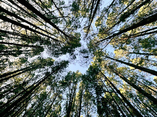 Woods forest natural national park scenic background with high trees and nature. Outdoors. Green environment  concept. Weekend destination. Travel scenery places.