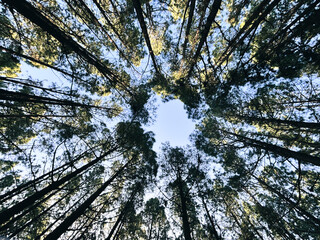 Woods forest natural national park scenic background with high trees and nature. Outdoors. Green environment  concept. Weekend destination. Travel scenery places.