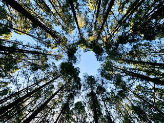 Woods forest natural national park scenic background with high trees and nature. Outdoors. Green environment  concept. Weekend destination. Travel scenery places.