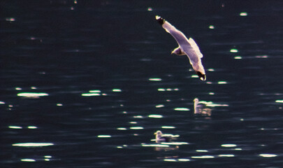 Seagull Flying Over Lake Water Above Two Happy Ducks (filtered photo) with Texture