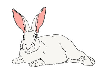 Bunny whith white fur - hand-drawn illustration and digital colorized on transparent background 