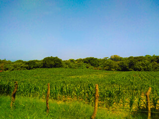 vineyard in region country